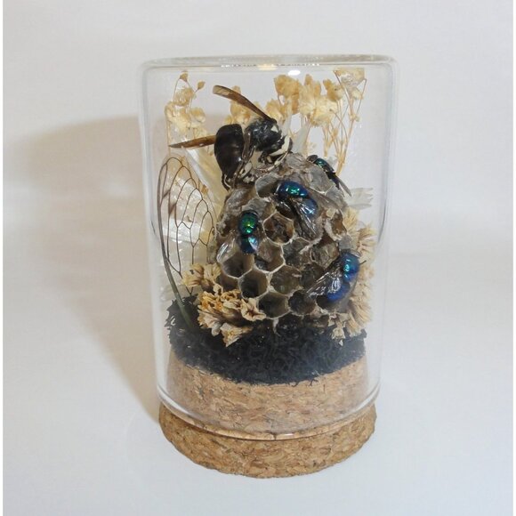 Hornet Wasp Nest Blowflies Cicada Wing Oddity Dome curiosity insect taxidermy - Picture 14 of 16